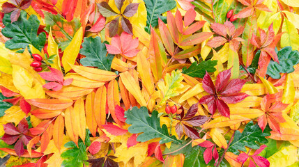 Autumn leaves background with copy space. Yellow, red, green leaves of oak, sumach, maple, virginia...