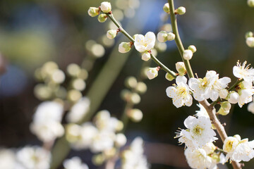 Blossoming of the apricot tree in spring time with  beautiful flowers.Natural seasonal background.
