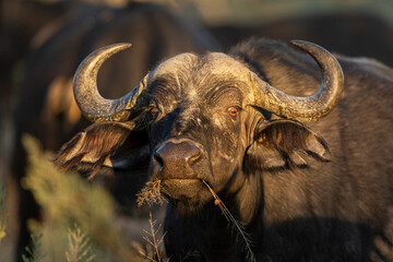 Close up portrait of a female buffalo chewing grass in Moremi Okavango Delta in Botswana
