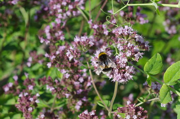 Fototapeta premium Bumblebee on the flowers of oregano (Lat. Origanum vulgare)