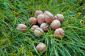 walnuts on green grass