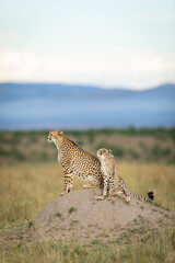 Female cheetah and her cub sitting on a termite mound looking alert in Masai Mara in Kenya