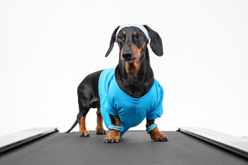 Active dachshund dog in sports uniform with wristbands on paws and sweat band on head stands on treadmill for weekly jog, front view, white background. Healthy lifestyle