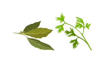 Parsley and Bay Leaf as Kitchen Potherbs Vector Set
