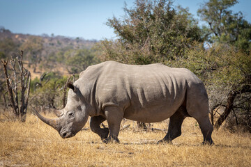 Side view of a large adult white rhino with a big horn walking in dry bush in Kruger Park in South Africa