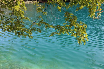Scenic view of a tree branch with green yellowish leaves on the background of a lake with blue, azure water on a day , Plitvice Lakes National Park