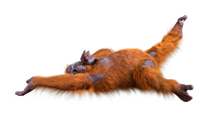 3D Rendering Orangutan on White