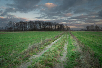 Dirt road through green fields, trees on the horizon and evening clouds