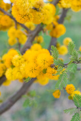 different pictures of the plant 