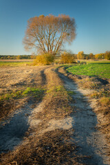 Dirt road towards a tall tree with no leaves