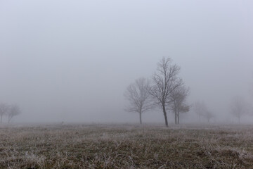 Fototapeta premium Autumn landscape with trees in thick fog and frost on the branches