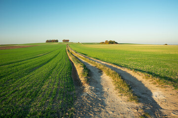 Long dirt road through green fields, trees on the horizon