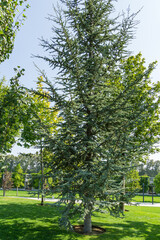Beautiful young Blue Atlas Cedar (Cedrus Atlantica Glauca tree) with blue needles in public landscape city Park Krasnodar or Galitsky Park in sunny autumn September 2020