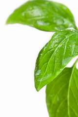 Fresh mint leaves wet with rain water drops  vertical isolated on white  background