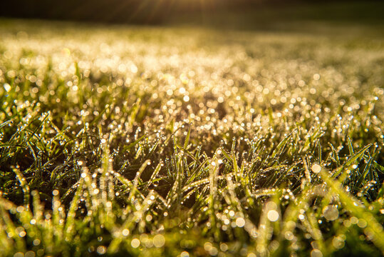 Morning grass with hundreds of water drops, English Autumn

