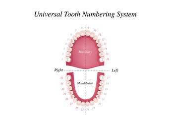 Adult international tooth numbering chart. Universal numbering system. Tooth Anatomy vector Dental Infographics. Realistic White Tooth Mockup. Medical banner or poster. Vector illustration. 