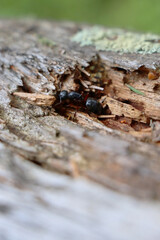 Wood ant on log macro closeup