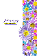 Floral background made of alpine aster flowers. Isolated background. Close-up. Festive card made of flowers. Full depth of field. Baner. Print and design concept.