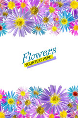 Floral background made of alpine aster flowers. Isolated background. Close-up. Festive card made of flowers. Full depth of field. Baner. Print and design concept.