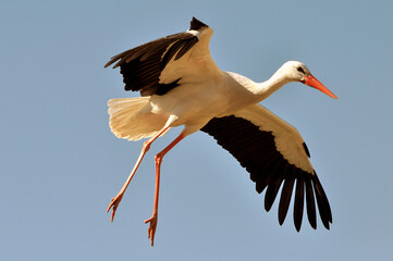 Storch im Abendlicht