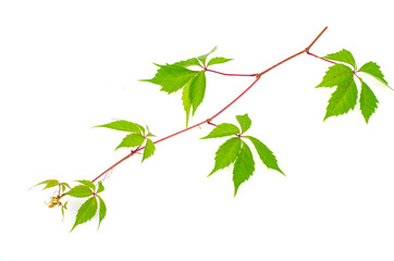 Parthenocissus branch with green leaves isolated on white background.