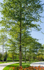 Alley of  beautiful Willow oak (Quercus phellos) trees under sun. Oak trees grow around one of park's recreation areas in public landscape city park 'Krasnodar' or 'Galitsky park'. Autumn 2020