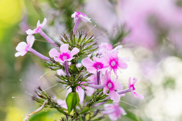 Phlox pink violet purple flowers macro view. shallow depth of field.