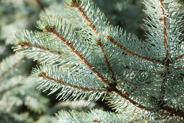 Naklejka na ściany i meble Organic tree branch macro view. Natural Christmas spruce tree background. selective focus.