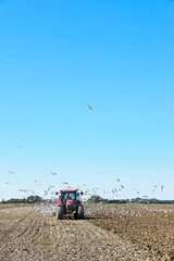 Obraz premium Red tractor plowing the land in early autumn surrounded by seagulls looking for earthworms. Vertical image with copy space. 