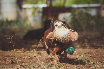 Portrait of a Basset Hound with her doll in the mouth