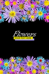 Floral background made of alpine aster flowers. Isolated background. Close-up. Festive card made of flowers. Full depth of field. Baner. Print and design concept.