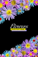 Floral background made of alpine aster flowers. Isolated background. Close-up. Festive card made of flowers. Full depth of field. Baner. Print and design concept.