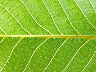 Bright green leaf background. Close up.Bright green leaf background. Close up.