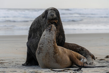 A couple of Sea lions in a beach
Una pareja de leones marinos en una playa