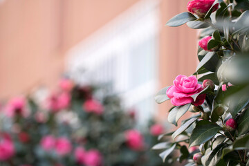 Blooming Camellia flowers in Korea
