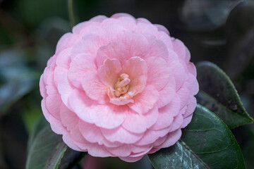 Blooming Camellia flowers in Korea
