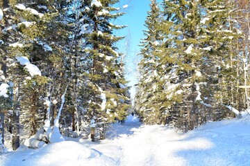 winter, snow, forest, tree, landscape, cold, nature, sky, trees, frost, white, mountain, blue, christmas, snowy, pine, season, fir, ice, ski, beautiful, frozen, wood, scene, outdoor