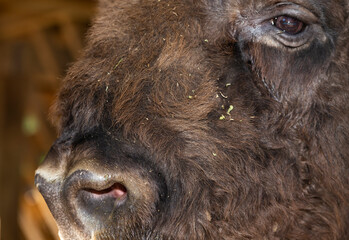 European bison (Bison bonasus), also known as the wisent. Muzzle of an animal at close range. © Piotr