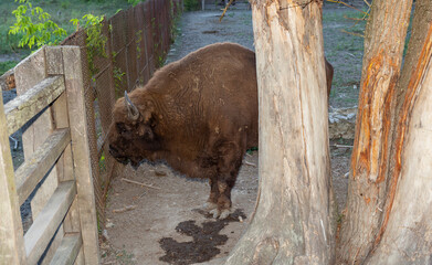 European bison (Bison bonasus), also known as the wisent. Bull in the pen.