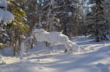 Winter rest on Lake Baikal. Forest after heavy snowfall. Russia. Silence, peace, white, soft snow,...