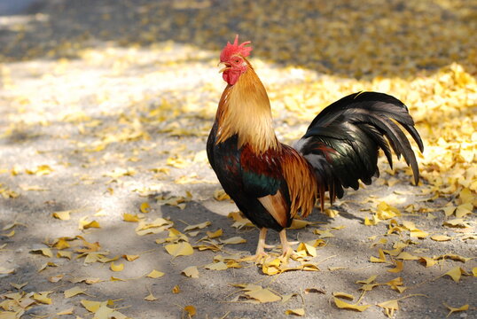 チャボ の画像 277 件の Stock 写真 ベクターおよびビデオ Adobe Stock