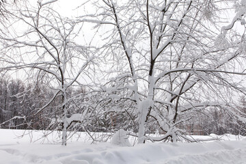 Snow covered tree. Winter forest snowfall landscape.