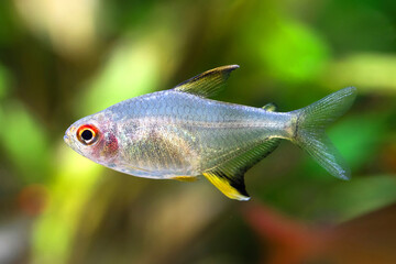 Macro view tropical aquarium fish Lemon tetra Hyphessobrycon pulchripinnis close-up photo. Freshwater tank exotic fish translucent yellow, pearlescent lustre colors body.