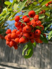 red berries on a tree