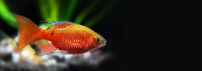 Tropical aquarium fish longtail barb Pethia Conchonius. Shallow depth of field. Green plants on black background. copy space.