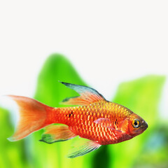 Fototapeta premium Gold red color fish longtail barb Pethia Conchonius macro view. Tropical aquarium tank with dark green aquarium plants on white background. Macro view, shallow depth of field, copy space.