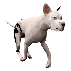 3D Rendering Grat Dane Dog on White