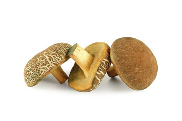 Forest edible mushroom Boletus chrysenteron (Xerocomus) isolated on white background