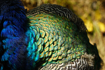 Obraz premium peacock plumage texture. black and white feathers. blue and gold peacock feathers