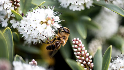 A Hoverfly, also known as a Drone Fly, collecting pollen from a white Hebe